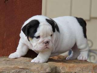 &#192; donner tr&#232;s belle Chiots bulldog anglais