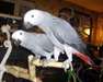 Couple de perroquet Type Gris du Gabon a donner - photo 1