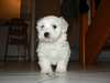 Particulier donne Bichon maltais femelle