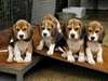 Chiots beagle a donner Pour Décembre