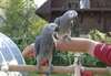 Parole de perroquets gris africain à vendre