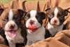 Adorables chiots Boston terrier a vendre