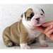 3 chiots bulldog anglais à donner pucés