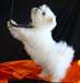 Magnifiques Chiots maltais