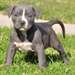 chiots pitbull red nose pure race