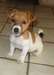 Jack Russell masculins et féminins pour adoption