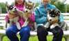 Husky de Sibérie disponibles (Cadeau pour Noël)
