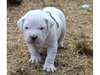 A DONNER :  Superbe chiot dogue argentin LOF - photo 1