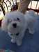 A donner bichon maltais pour noël
