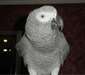 Adorable perroquet gris du gabon