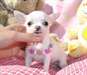 Adorables Chiots chihuahua Pure Race - photo 1