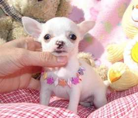 Adorables Chiots chihuahua Pure Race