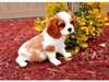 CHIOTS TYPES CAVALIER KING CHARLES