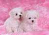 Chiots bichon Maltais
