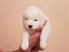 Chiot samoyede femelle