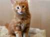 ADOPTION LIBRE DE MAINE COON