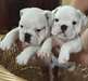 Magnifiques chiots Bouledogue Anglais(Decembre)