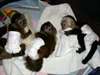 jolis bebes singes capucins pour adoption - photo 1