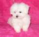 Magnifiques Chiots maltais Pure Race
