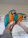 Bleu et or Macaw perroquets à vendre