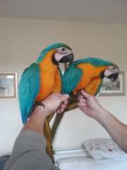Bleu et or Macaw perroquets &#224; vendre