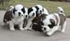 Chiots mâles et femelles Saint Bernard