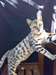 Vends chatons bengal,chatons et parent loof - photo 1