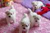 Superbes chiots bichon maltais non lof