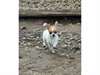 Jeune chien chihuhua poil court 6 mois - photo 2