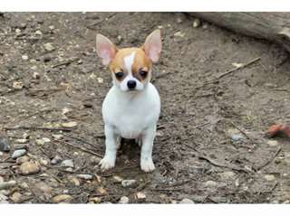 Jeune chien chihuhua poil court 6 mois