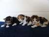 des Chatons Maine coon