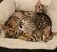 Beaux chatons bengal disponible pour adoption