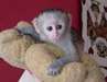 Je donne mon adorable singe capucin Femelle
