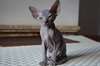 magnifique chatons phynx pour adoption - photo 1