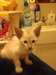 chatons siamois de race pure
