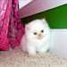 chatons persans pour adoption