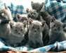 Chatons Chartreux pure race à adopter