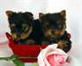 Très beaux chiots Yorkshire males/femelles