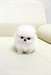 Noël Pomeranian blanc pur chiots mâle et femelle