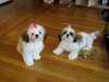 chiots Shih-tzu mâle et femelle à la recherche d'