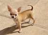 Chiot de race Chihuahua a donner