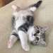 Chatons Scottish Fold disponible pour vous