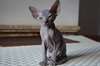 magnifique chatons phynx pour adoption nous vous