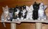 Maine Coon Chatons