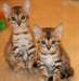 Chatons du Bengale disponibles MAINTENANT