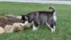 Siberian chiots disponibles maintenant