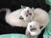 adorables Chatons siamois a donner