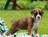 Chiots Boxer pour adoption - photo 4