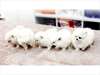 Chiots pomeranian de tasse de thé de charme pour N