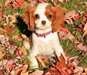 A donner chiot adorable type Cavalier King Charles